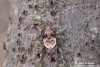 tesařík (Brouci), Pogonocherus hispidus, Cerambycidae, Pogonocherini (Coleoptera)